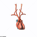 Art�rias da curva da aorta