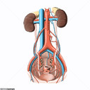 Art�rias da por��o abdominal