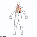 Sistema respirat�rio